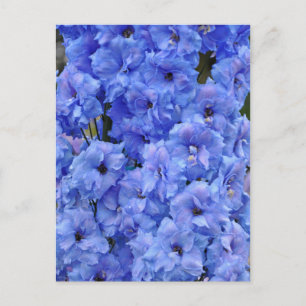 Blaue Delphinium-Blume Postkarte