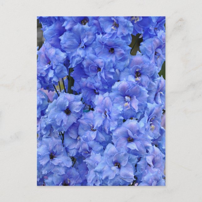 Blaue Delphinium-Blume Postkarte (Vorderseite)