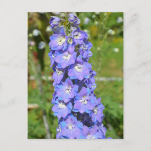 Blaue Delphinium-Blume Postkarte