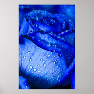Blaue Eis-Rose Poster