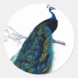 Blaue elegante bunte Pfau Runder Aufkleber