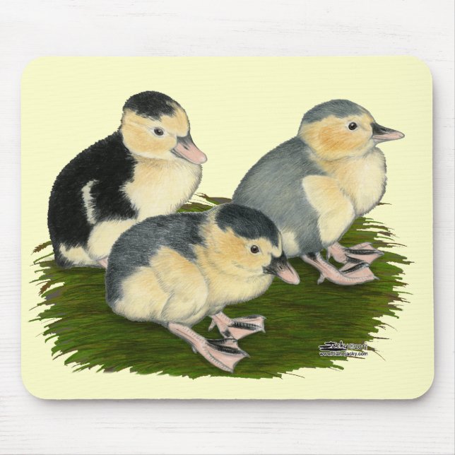 Blaue Elster Entenküken Mousepad (Vorne)