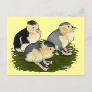 Blaue Elster Entenküken Postkarte