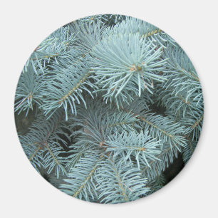 Blaue Fichtenimmergrün Magnet