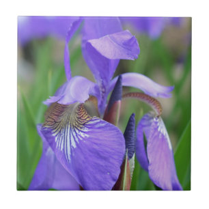Blaue Flagge Iris Blume Natur Fliese
