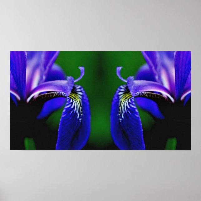 Blaue Flagge Iris Blume Petal Mirror Abstrakt Poster (Vorne)
