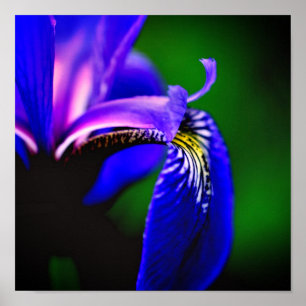Blaue Flagge Iris Blume Petal Nah Poster