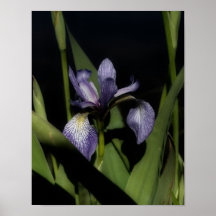 Blaue Flagge Iris-Blume