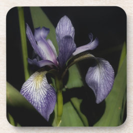 Blaue Flagge Iris-Blume Untersetzer