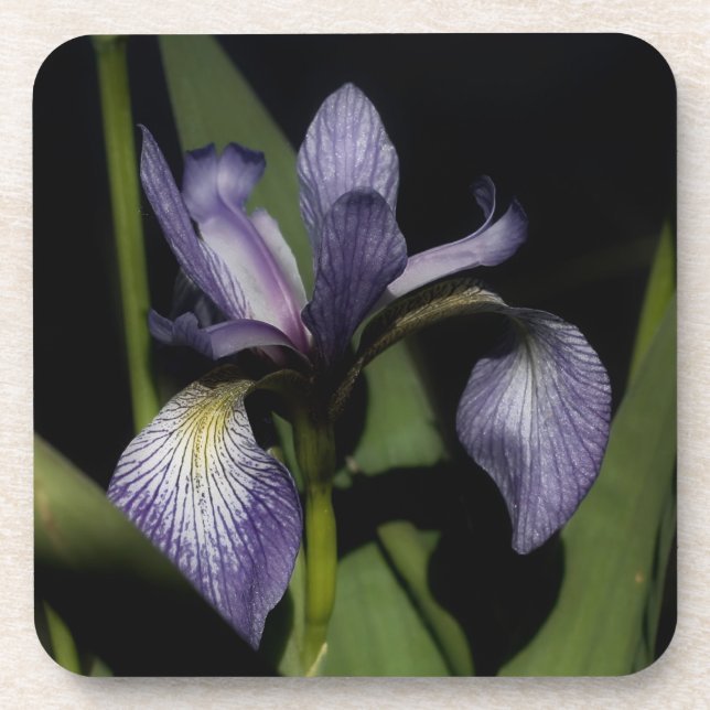 Blaue Flagge Iris-Blume Untersetzer (Vorderseite)