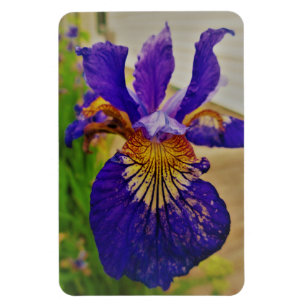 Blaue Flagge Iris Fleur de Lys Französisch Kanada  Magnet