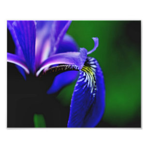 Blaue Flagge Iris Petal 10x8 Blume Nah Fotodruck