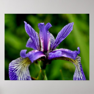 Blaue Flagge Iris Raindrops Floral Poster