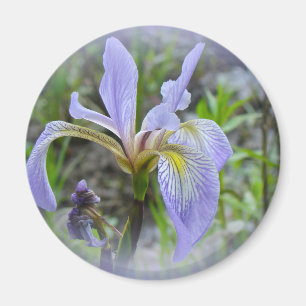Blaue Flagge - Wild Iris Magnet