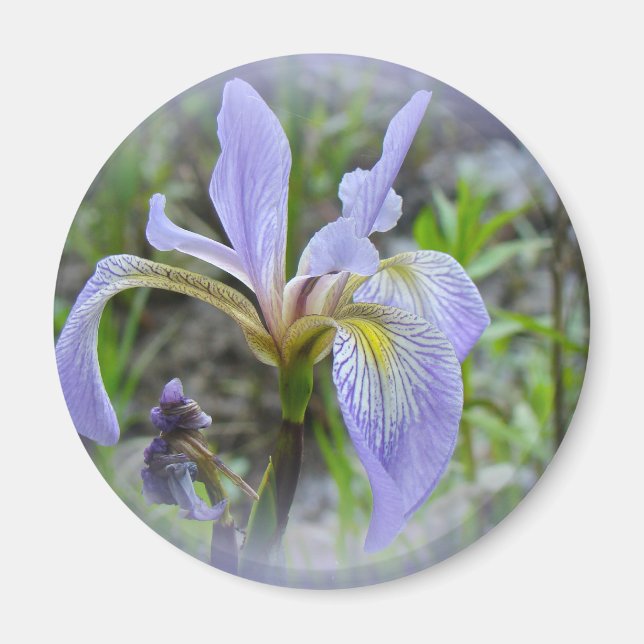 Blaue Flagge - Wild Iris Magnet (Vorne)