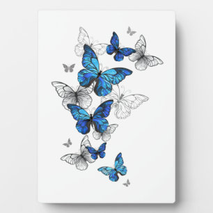Blaue fliegende Schmetterlinge Morpho Fotoplatte