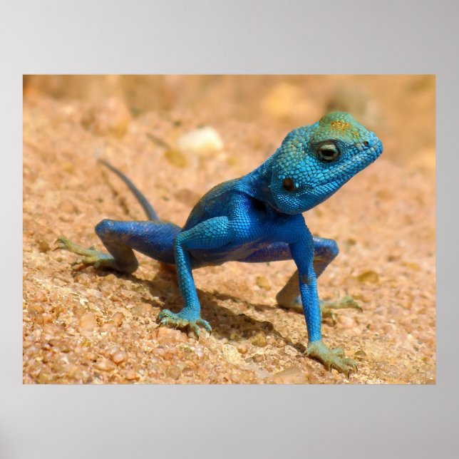 Blaue Frau Agama Sinaita Lizard auf dem Sand Poster (Vorne)