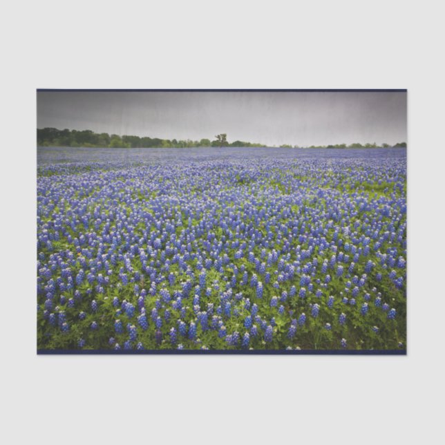 Blaue Frühlingbluebonnet-Feld-Texas-Staats-Blume Seidenpapier (Vorderseite)