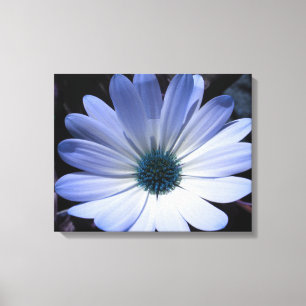 Blaue Gänseblümchen-Leinwanddruck Leinwanddruck