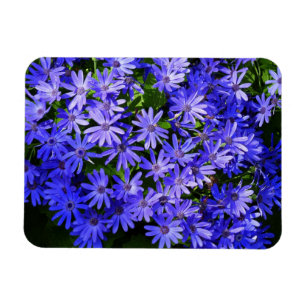 Blaue gänseblümchenartige Blumen Naturfotografie Magnet