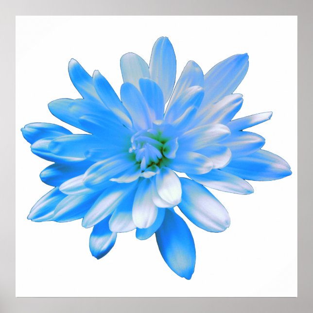 Blaue Gänseblume, Retro-Blumenfoto Poster (Vorne)
