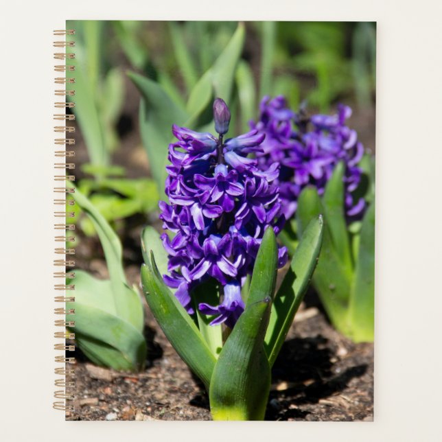Blaue Geocinth im Frühling Planer (Vorderseite)