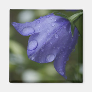 blaue Glocke Magnet