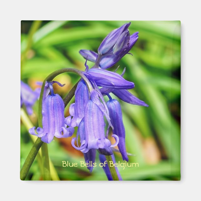 Blaue Glockenblume Magnet (Vorne)