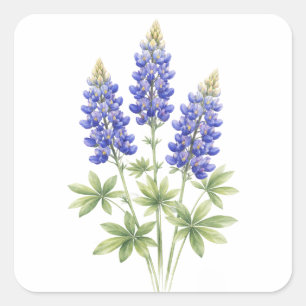 Blaue Hauben Texas Staatsblumen Lupine Aquarell Quadratischer Aufkleber
