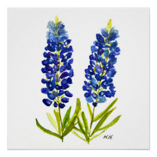 Blaue Hauben Texas State Blumen Lupine Aquarell Poster