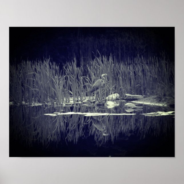 Blaue Herde-Reflections Bird Black and White Poster (Vorne)