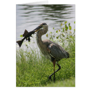BLAUE HERON