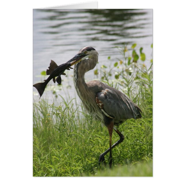 BLAUE HERON (Vorne)