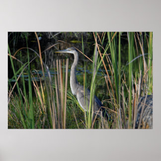 Blaue Herone im Gras der Everglades Poster