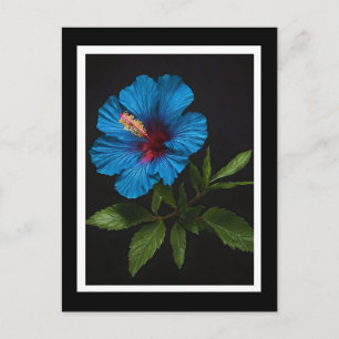 Blaue Hibiskusblüte auf Schwarz,  Postkarte