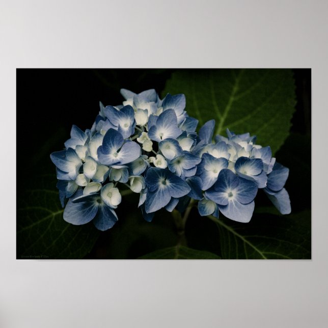 Blaue Hortensie 8514 Druck Poster (Vorne)