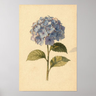 Blaue Hortensie Botanische Studie auf Elfenbein Poster