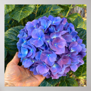 Blaue Hortensie in der Hand Botanische Kunst Poster