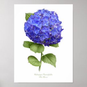 Blaue Hortensie Original Kunst Druck Poster