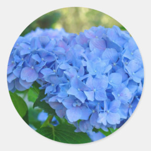 Blaue Hortensien Aufkleber Sommer Hortensien Garte