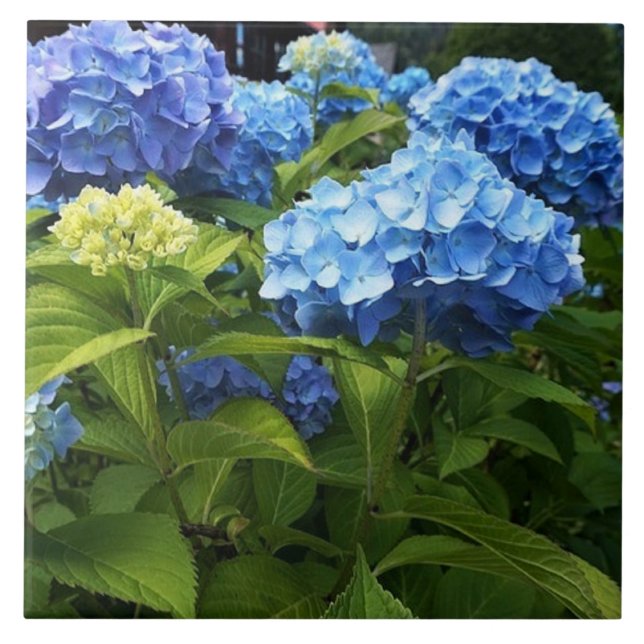 Blaue Hortensien-Blumen-Dekorative Keramikfliese (Vorderseite)