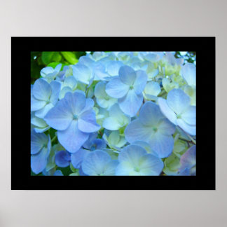 Blaue Hortensien-Blumen Fine Art Drucke Floral