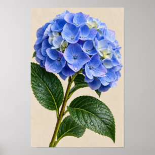 Blaue Hortensien-Blumenwandkunst Poster