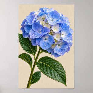 Blaue Hortensien-Blumenwandkunst Poster