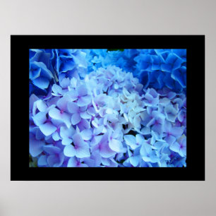 Blaue Hortensien-Gartenblumen Kunst Drucke