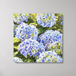 Blaue Hortensien im goldenen Gartenlicht Leinwanddruck