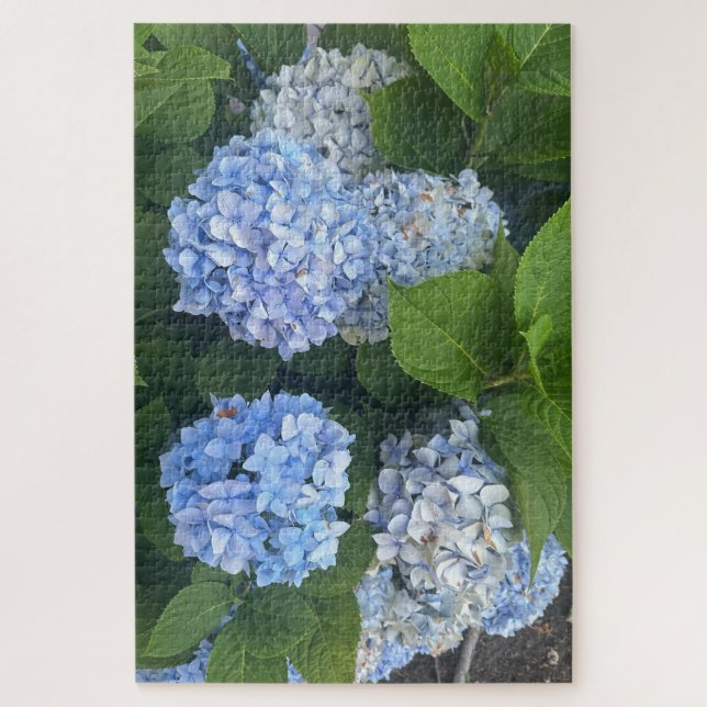 Blaue Hortensien, San Lorenzo Puzzle (Vertikal)