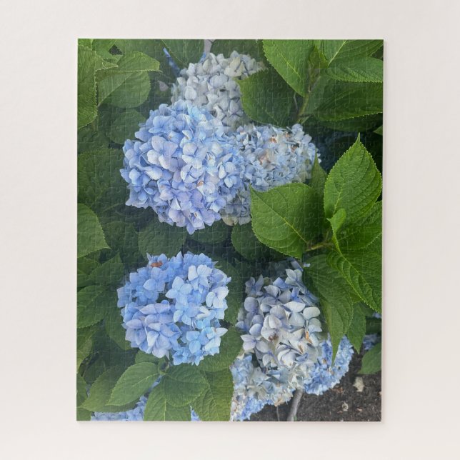 Blaue Hortensien, San Lorenzo Puzzle (Vertikal)