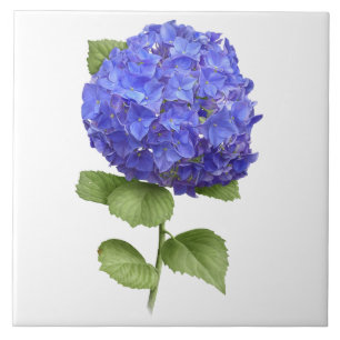 Blaue Hortensienblüten Botanische Kunst Fliese