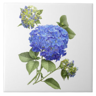 Blaue Hortensienblüten Botanische Kunst Fliese